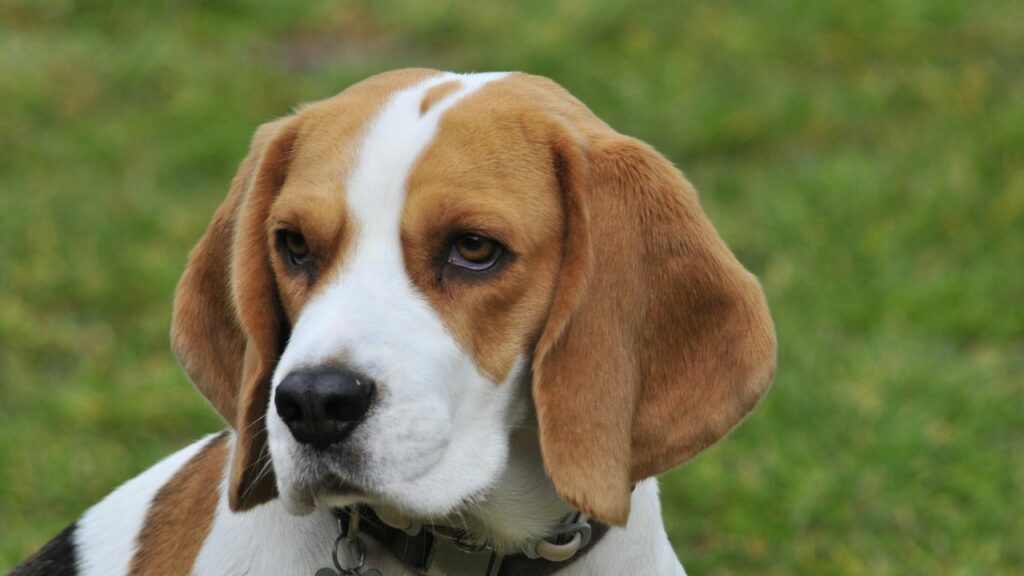 Cachorro da raça Beagle branco, caramelo e preto sentado na grama.