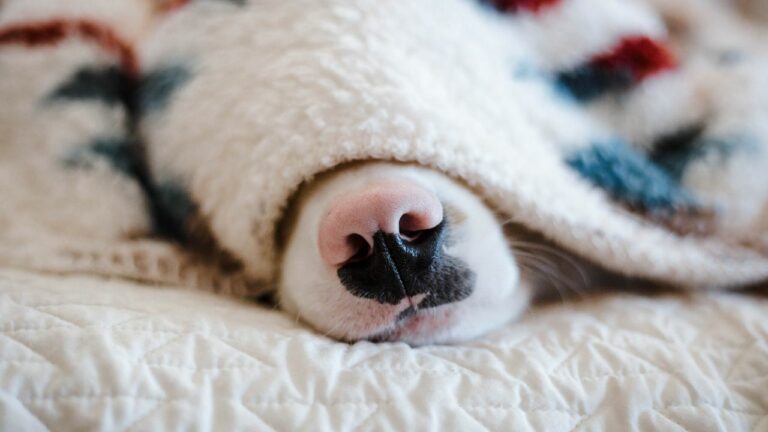 Cachorro da cor branca com fucinho preto e rosa dormindo embaixo de um cobertor branco.