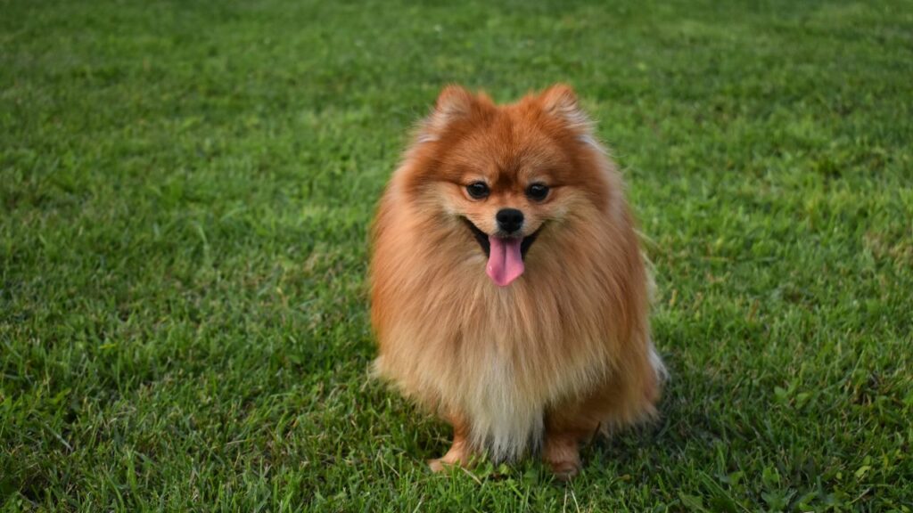 Cachorro caramelo da raça Lulu da Pomerânia sentado na grama.