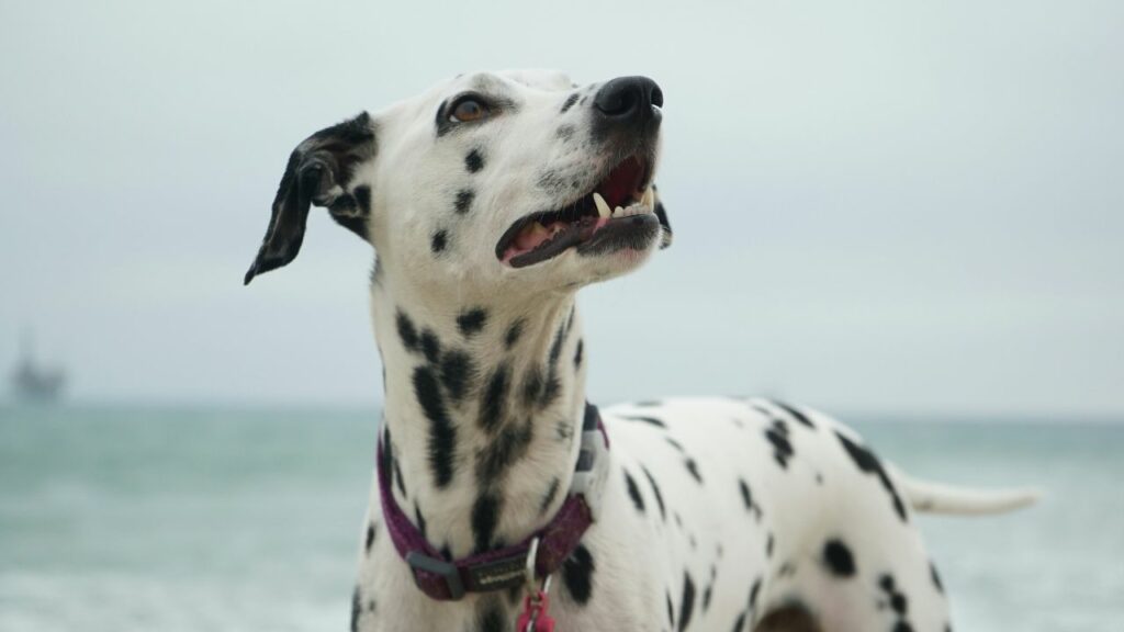 Cachorro da raça Dálmata na praia.