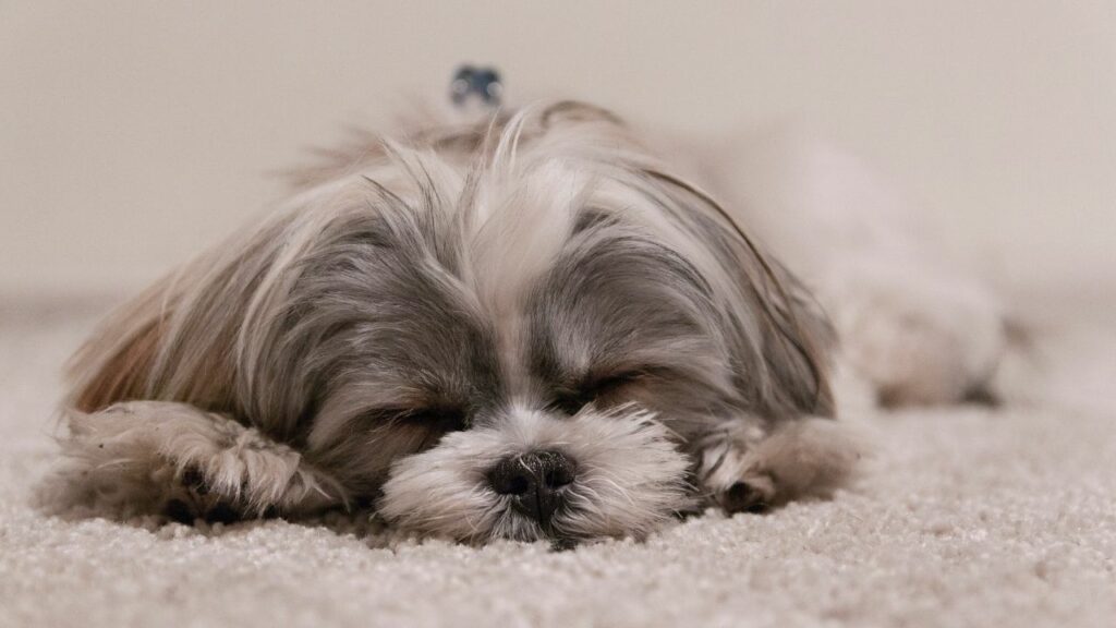 Cachorro cinza e branco da raça shih tzu dormindo.