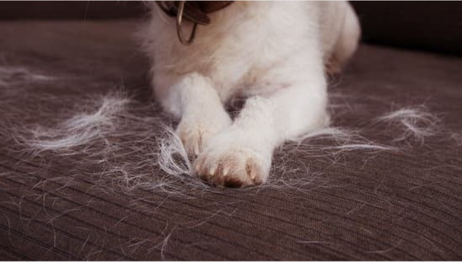 Cachorro branco em cima do sofá com pelos caídos.