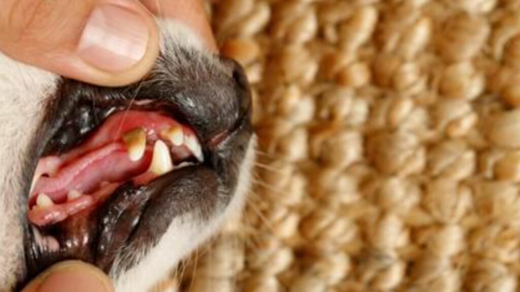 Cachorro com tártaro nos dentes.
