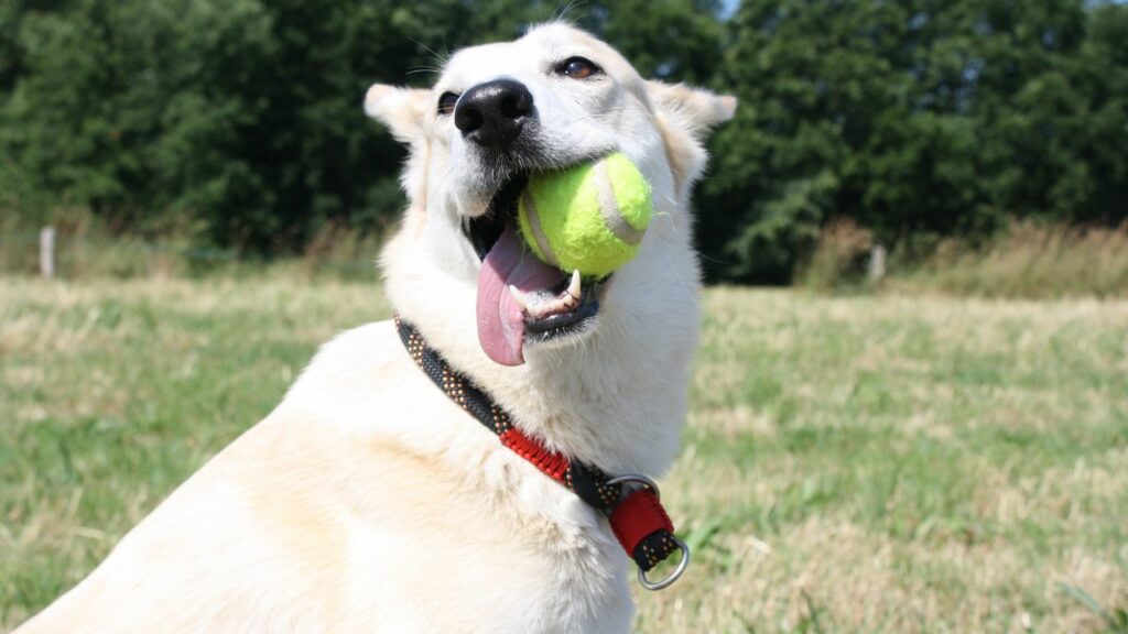 Cachorro da raça Labrador brincando com uma bola no parque.