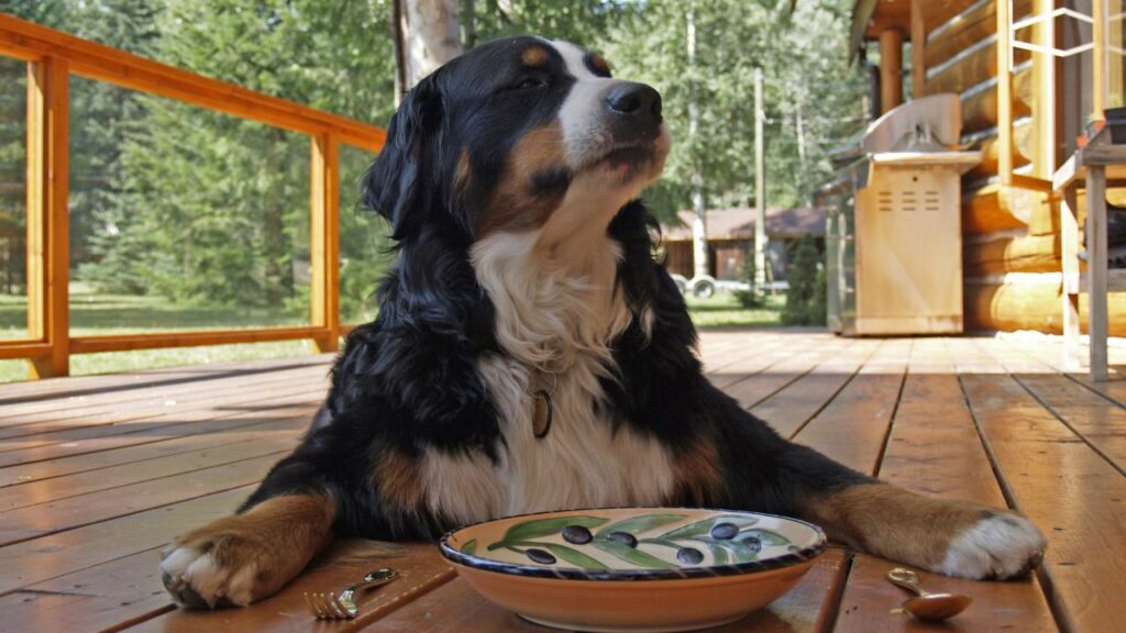 Cachorro esperando para comer com um prato e talheres.