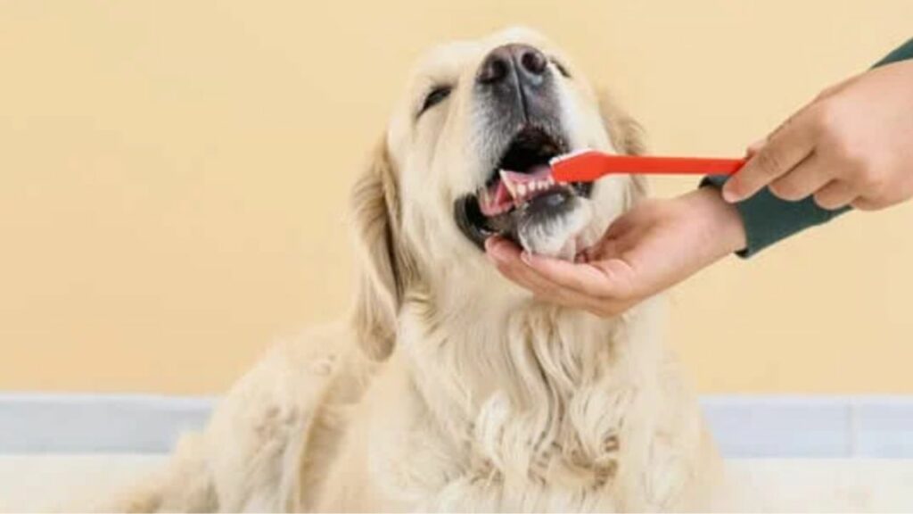 Cachorro Golden Retriever escovando os dentes.