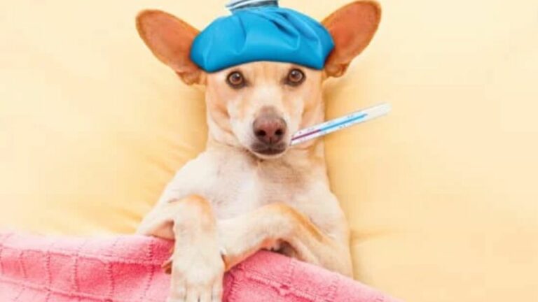 Cachorro caramelo deitado embaixo de cobertor rosa com uma bolsa térmica azul na cabeça e um termômetro na boca.