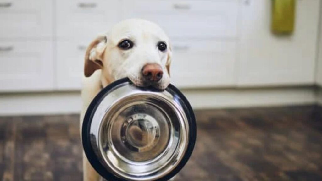 Cachorro labrador pedindo comida segurando o pote de ração.