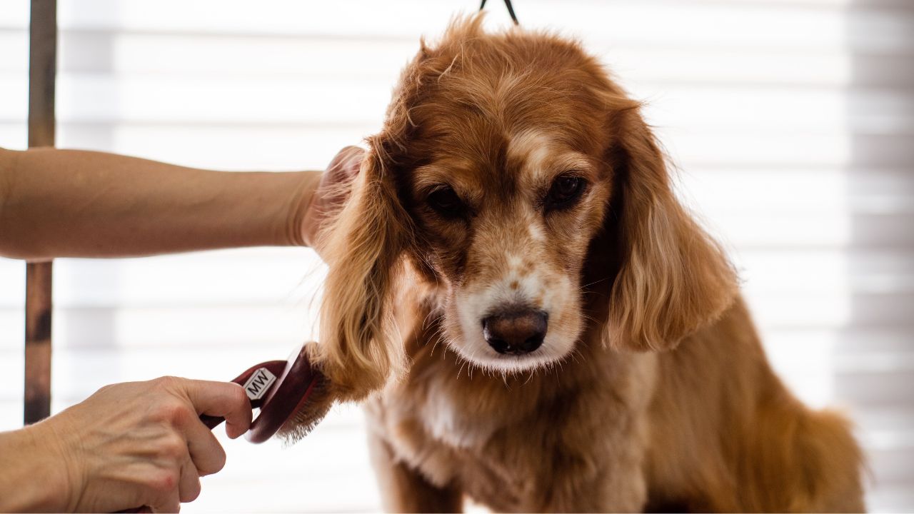 Cachorro marrom sendo escovado.