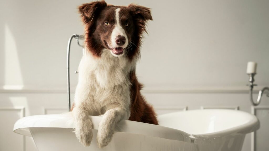 Cachorro da raça Border Collie dentro de uma banheira branca.