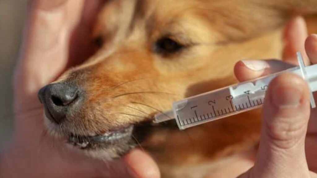 Cachorro caramelo tomando remédio líquido na seringa.