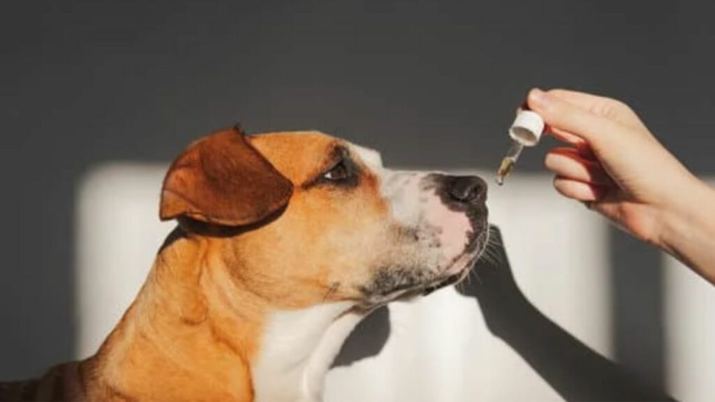 Cachorro caramelo e branco tomando remédio no conta gotas.