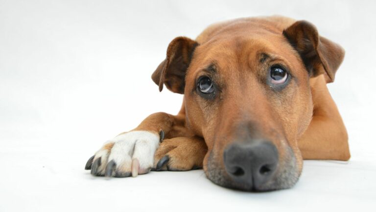 Dermatite Canina: O que é, quais são as principais causas, sintomas, qual o tratamento e como prevenir