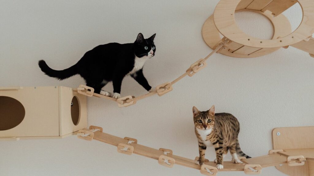 Gatos brincando em brinquedo de escalar.