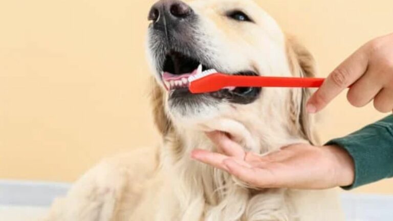 Cachorro com Mau Hálito e Tártaro: O Que Fazer e Como Escovar os Dentes