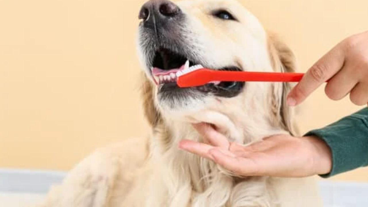 Cachorro da raça Golden Retriever escovando os dentes.