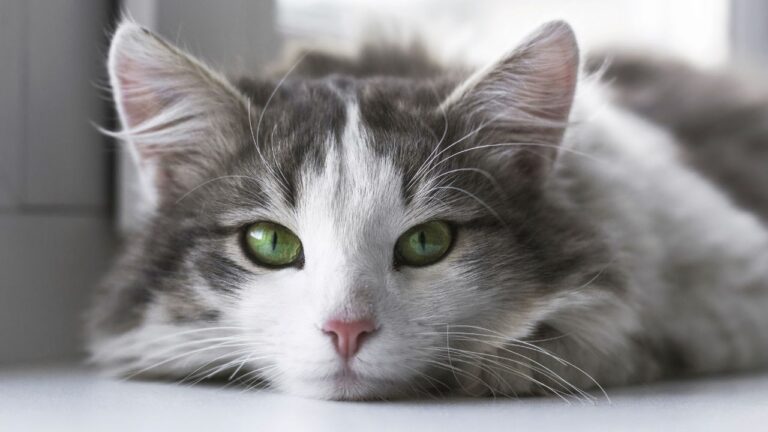 Gato branco e cinza de olhos verdes deitado.