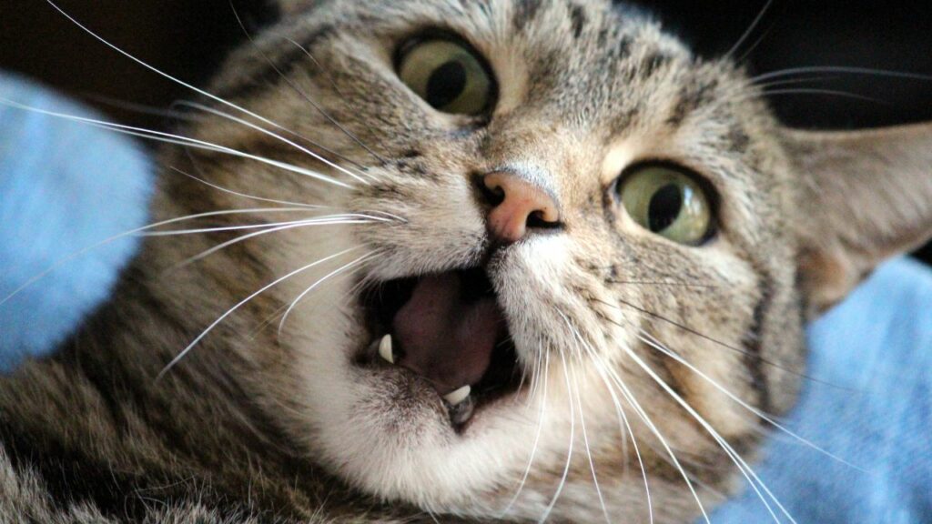 Gato mostrando os dentes.