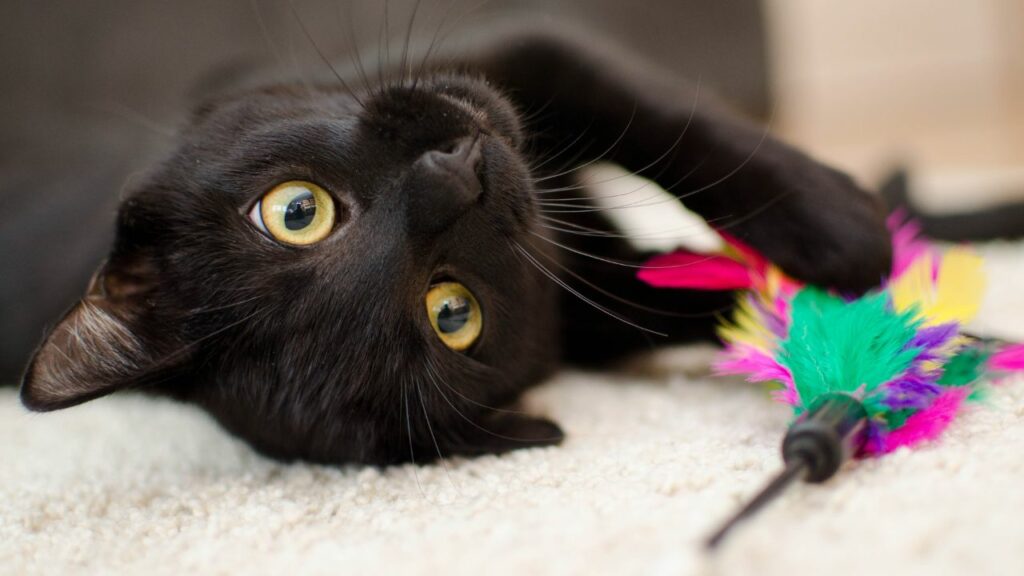 Gato preto brincando com penas.