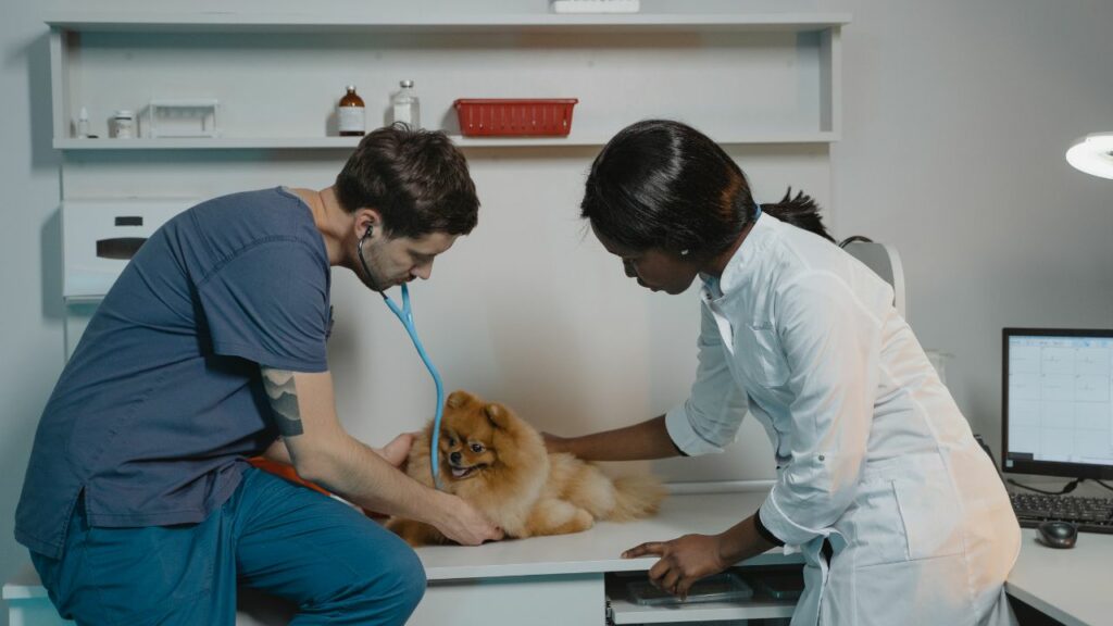 Médicos veterinários examinando um cachorro da raça spitz alemão.