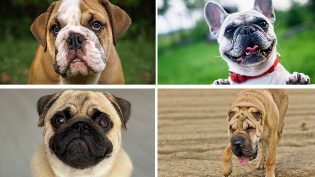Montagem de fotos com cachorros da raça Pug, Buldogue Frânces, Buldogue Inglês e Shar-pei.