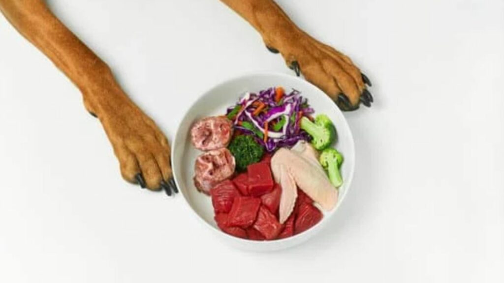 Patas de cachorro em volta de um pote com comida natural.