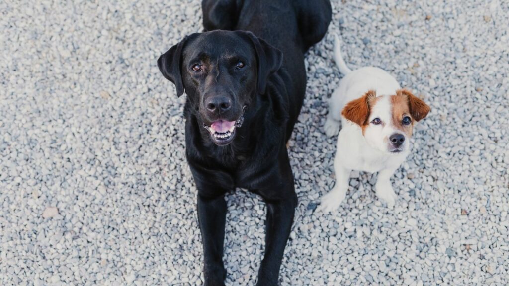 Cachorro preto de porte grande e cachorro de porte pequeno ao lado.