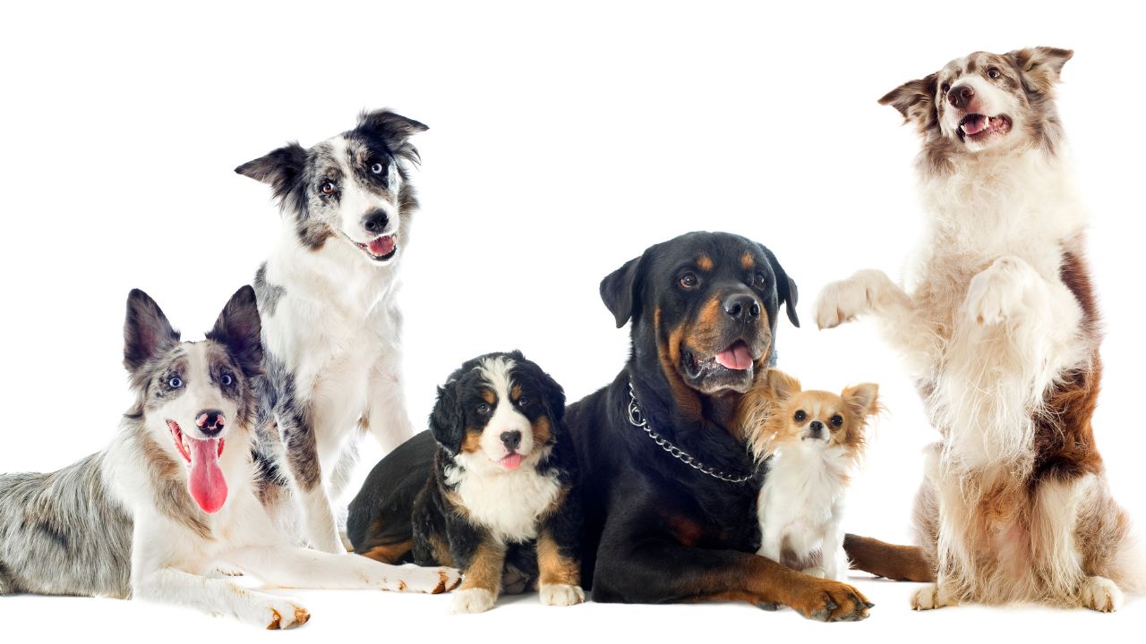 Cachorros de raças variadas em uma foto de estudio.