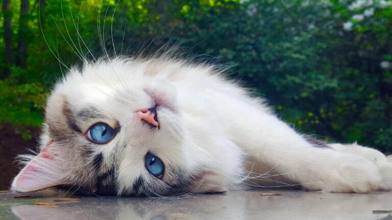 Gato branco e cinza de olhos azuis deitado.