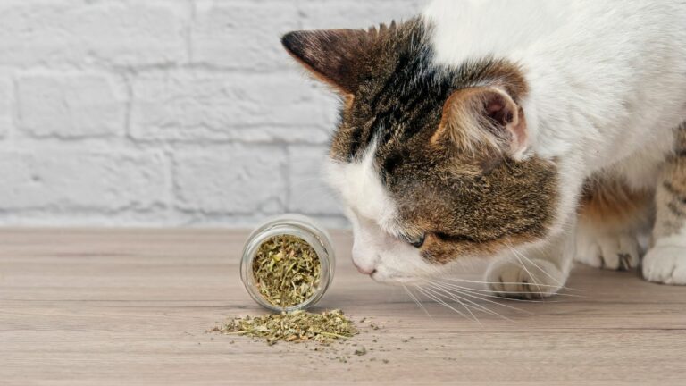 Catnip: Conheça tudo sobre a erva do gato!