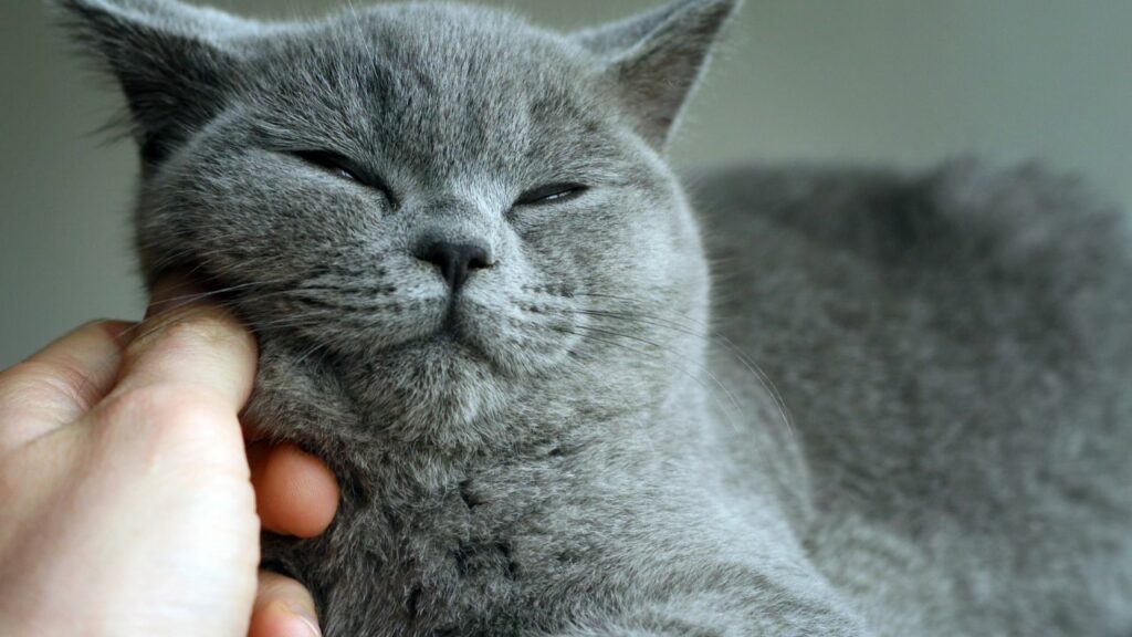 Gato cinza recebendo carinho.