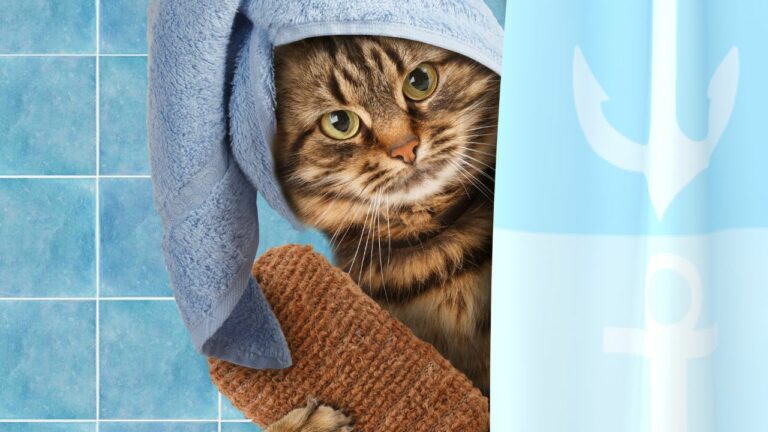 Gato mesclado indo tomar banho com uma toalha na cabeça.