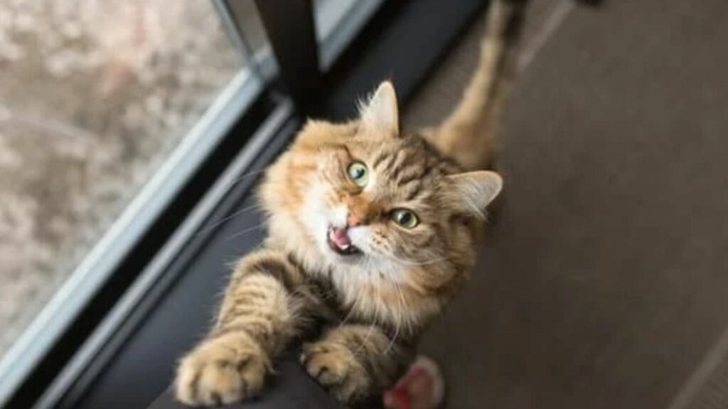 Gato pedindo atenção para seu dono.