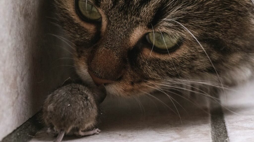 gato-rajado-cacando-rato