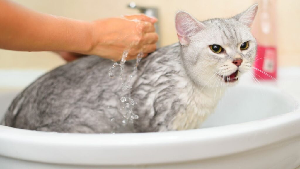 Gato tomando banho na pia sendo molhado com as mãos.