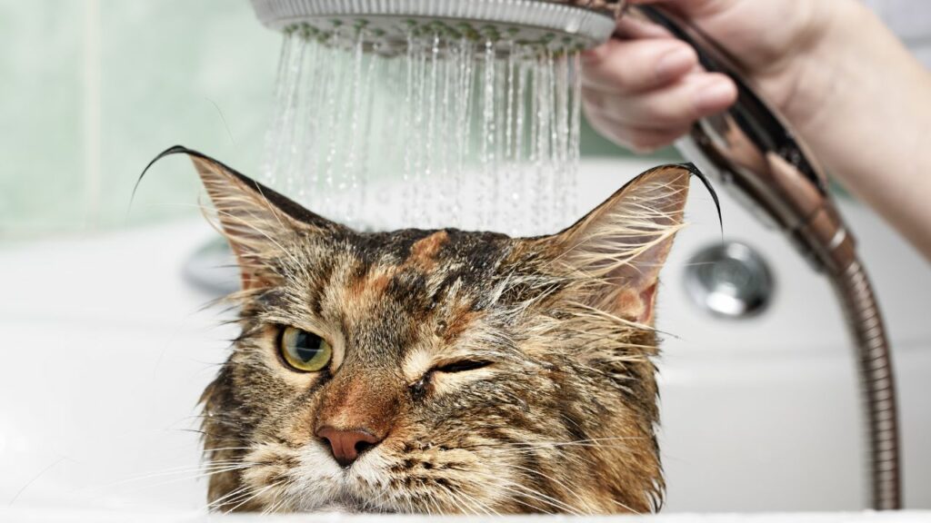 Gato tomando banho na banheira, sendo molhado pela ducha.