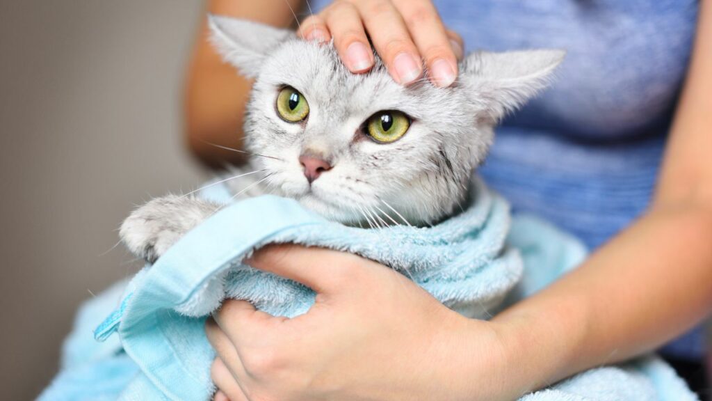 Gato sendo secado com toalha azul.