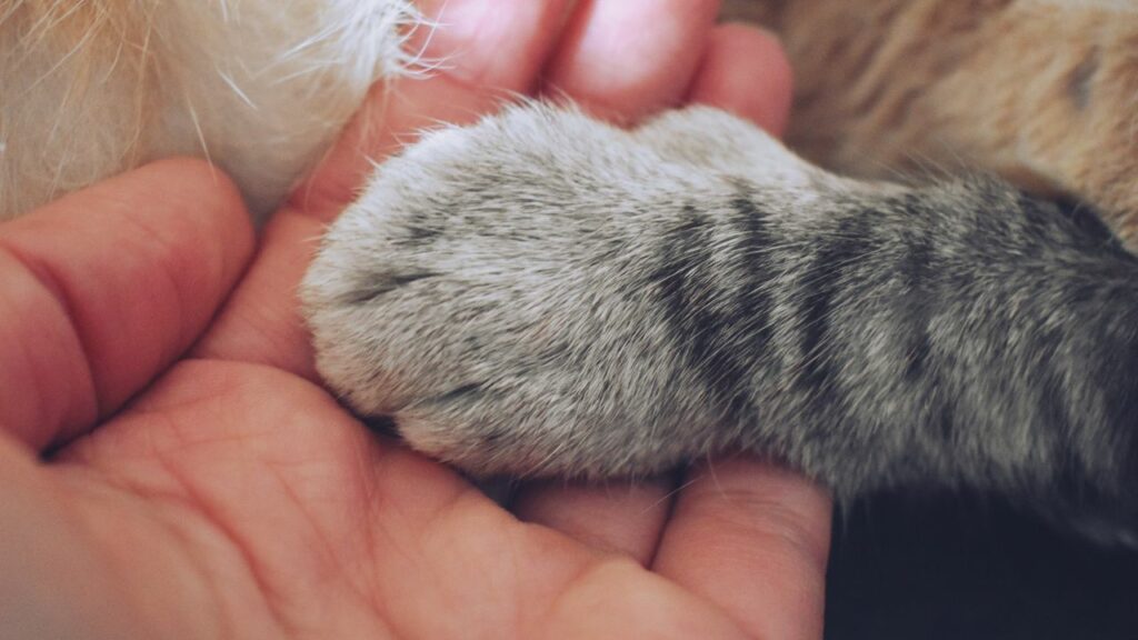 Mão segurando a pata de um gato cinza.