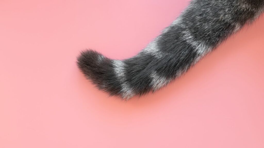 Rabo de um gato em formato de bengala.