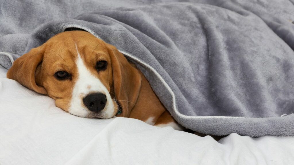 Cachorro da raça Beagle deitado embaixo da coberta.
