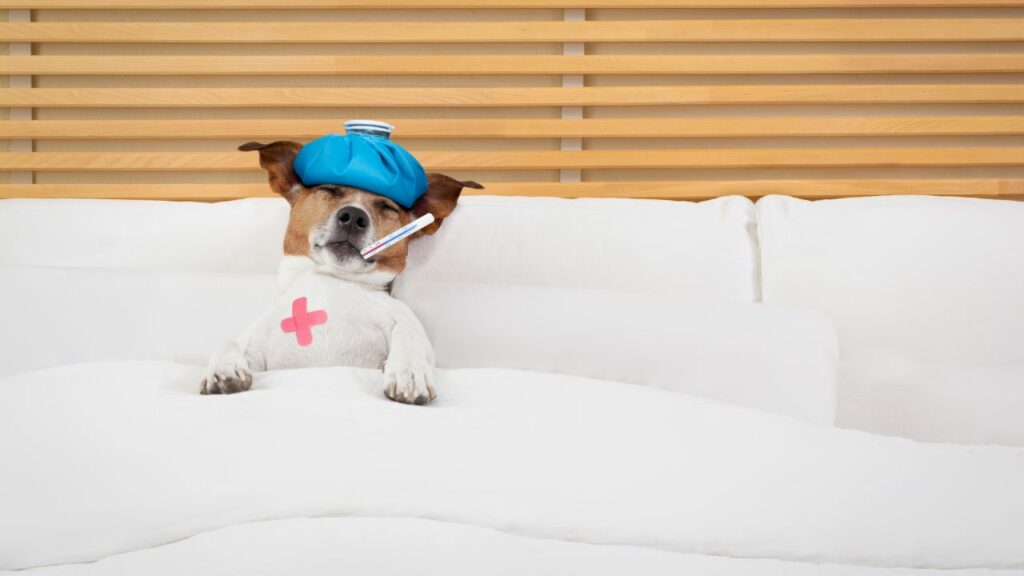 Cachorro deitado na cama doente com termômetro e bolsa térmica na cabeça.