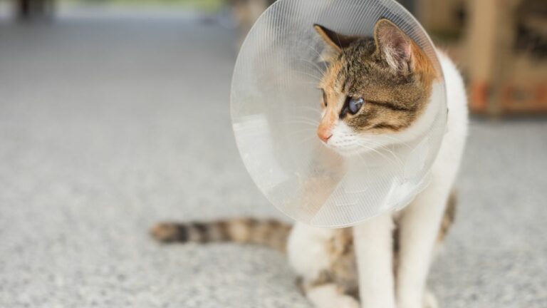 Gato branco tricolor com cone de proteção no pescoço.