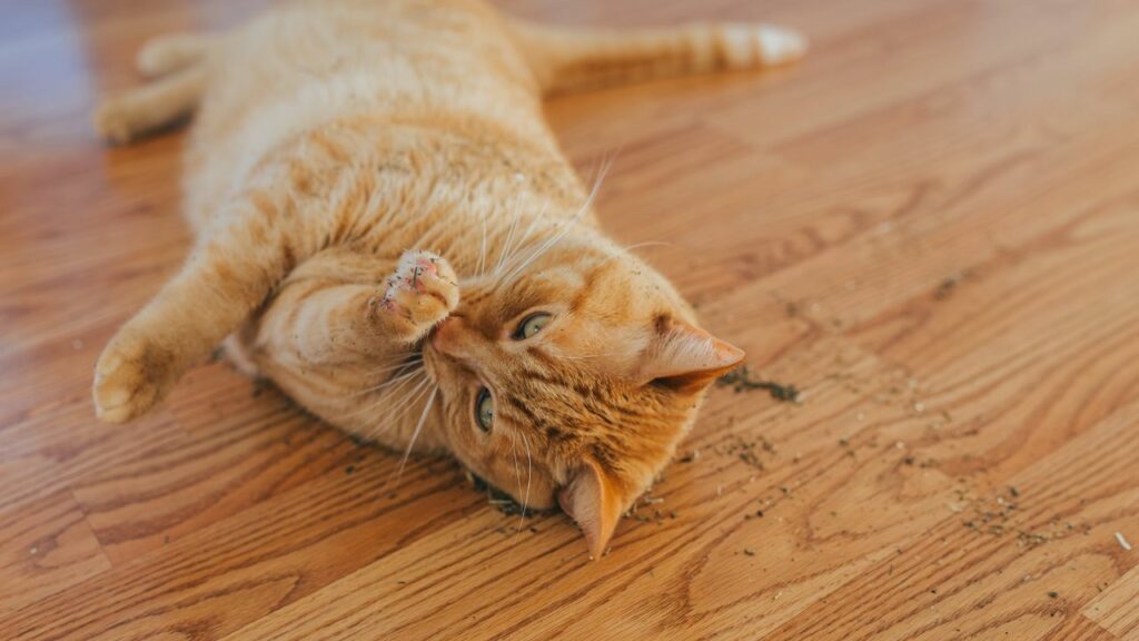 Gato laranja rolando no chão em cima de catnip.