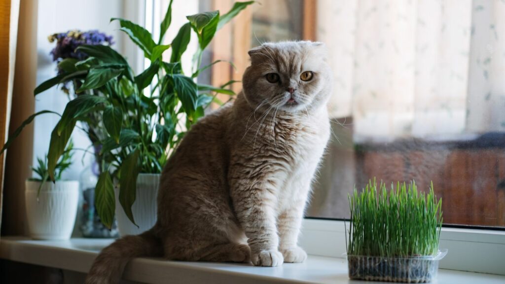 Gato sentado na janela com vaso de catnip.