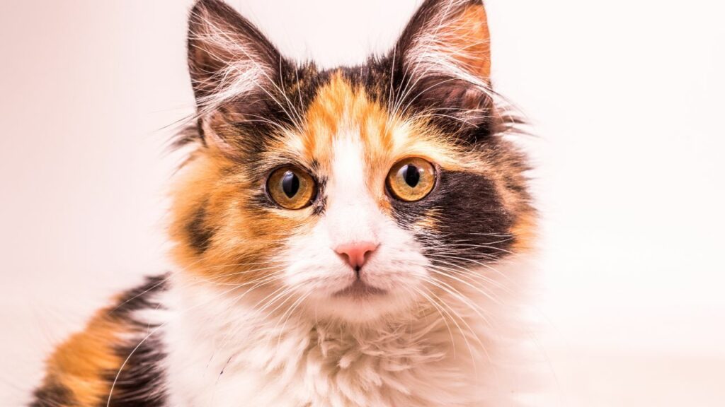 Gato tricolor com os olhos cor de mel.