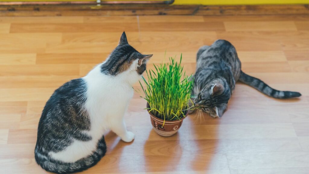 Gatos sentados no chão olhando para vaso com catnip.