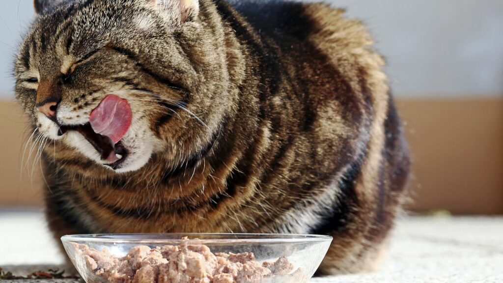 Gato Rajado comendo ração úmida no pote transparente.