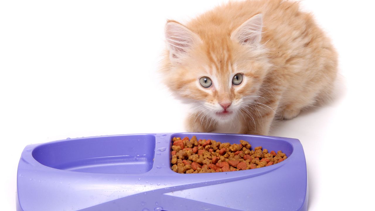 Gato Laranja Filhote comendo Ração.