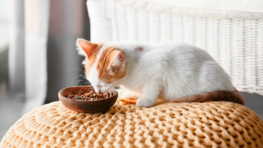 Gato branco comendo ração.