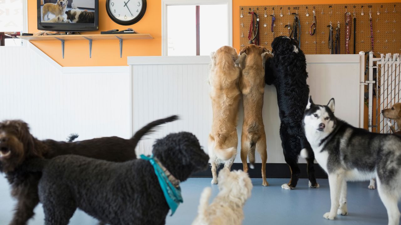 Cachorros na creche brincando.